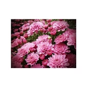 Pembe Kasımpatı Çiçeği Fidanı Saksılı 20-40 cm thumbnail 3