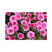 Pembe Kasımpatı Çiçeği Fidanı Saksılı 20-40 cm thumbnail 1