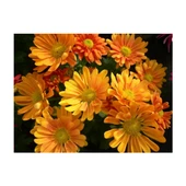 Turuncu Kasımpatı Çiçeği Fidanı Saksılı 20 cm thumbnail 1