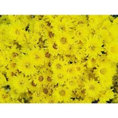 Sarı Kasımpatı Çiçeği Fidanı Saksılı 10-20 cm thumbnail 1