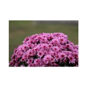 Pembe Kasımpatı Çiçeği Fidanı Saksılı 20-40 cm thumbnail 2