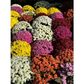 (Chrysanthemum) Turuncu Kasımpatı Çiçeği Fidanı 15-25 cm Saksılı thumbnail 4