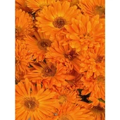 (Chrysanthemum) Turuncu Kasımpatı Çiçeği Fidanı 15-25 cm Saksılı thumbnail 2