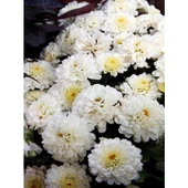 Chrysanthemum Beyaz Renk Kasımpatı 1 Adet 10-25 cm Saksılı Salon Çiçeği - 2