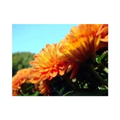 Turuncu Kasımpatı Çiçeği Fidanı Saksılı 20 cm thumbnail 2