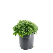 Krizantem 5-10 Cm Kırmızı Kasımpatı Chrysanthemum Hüzün Çiçeği thumbnail 2