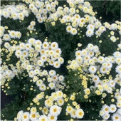 Chrysanthemum Beyaz Renk Kasımpatı 1 Adet 10-25 cm Saksılı Salon Çiçeği - 3