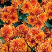 (Chrysanthemum) Turuncu Kasımpatı Çiçeği Fidanı 15-25 cm Saksılı thumbnail 1