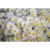 Beyaz Kasımpatı Çiçeği Fidanı Saksılı 20 cm 40 cm - 3