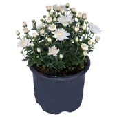 Chrysanthemum Beyaz Renk Kasımpatı 1 Adet 10-25 cm Saksılı Salon Çiçeği - 1
