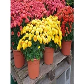 (Chrysanthemum) Turuncu Kasımpatı Çiçeği Fidanı 15-25 cm Saksılı thumbnail 3