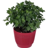 Krizantem 5-10 Cm Kırmızı Kasımpatı Chrysanthemum Hüzün Çiçeği thumbnail 3