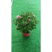 Chrysanthemum 1 Adet Pembe Kasımpatı Çiçeği Fidanı 15-25 cm Saksılı Çiçekli Bodur Bitkiler - 2