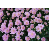 Açik Pembe Kasımpatı Çiçeği Fidanı Saksılı 10-20 cm - 3