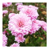Açik Pembe Kasımpatı Çiçeği Fidanı Saksılı 10-20 cm - 1