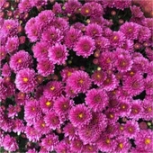 Krizantem Chrysanthemum Mor Bodur Kasımpatı Çiçeği Fidanı 10-30 cm Saksılı thumbnail 2