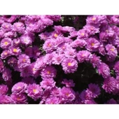 Krizantem Chrysanthemum Mor Bodur Kasımpatı Çiçeği Fidanı 10-30 cm Saksılı thumbnail 3