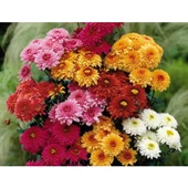 Beyaz Kasımpatı Fidanı 2 Adet Saksılı 10-20 cm thumbnail 1