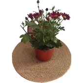 Kasımpatı Çiçeği 20-30 cm thumbnail 2