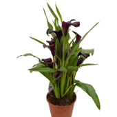 Gala Gelin Çiçeği Bordo 15-25 cm thumbnail 1