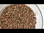 1KG ÇEDENELİ KAVURGA - 1