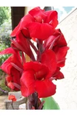 Canna Indica Çiçeği 20-40 cm thumbnail 3