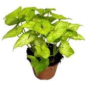 Syngonium Mango Allusion - Melek Kanadı Çiçeği Mini - Ev Ofis Salon Iç Mekan Bitkisi - 1