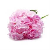 9 Lu Bitki Fidan Çiçek Seti 10-20 cm - 1