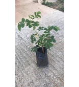 Set of 3 Plants, Saplings and Flowers 3 Lü Bitki Çiçek Seti 10-20 cm thumbnail 2