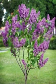 Syringa Chinensis 2 Adet Leylak Fidanı 40-80 cm - 1
