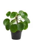 Çin Para Ağacı Pilea Peperomioides 10-20 cm - 1