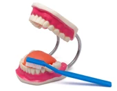 DİŞ FIRÇALAMA MODELİ thumbnail 1