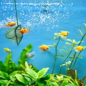 Akvaryum Balık Kepçesi 7.5 Cm. - 1