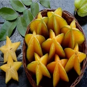 Tüplü Star Meyvesi Karambola Star Meyvesi Fidanı Çok Yaşlı - 1
