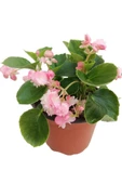 Pembe Renk Begonya Çiçeği 10-20 Cm thumbnail 1