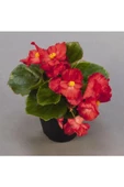 Kırmızı Renk Begonya Çiçeği 10-20 Cm - 1