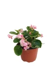 Pembe Renk Begonya Çiçeği 10-20 Cm thumbnail 2