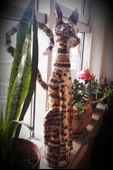 Himarry kedi biblosu el yapımı 81 cm - 3