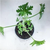 Pelargonium Graveolens Itır Bitkisi Mis Kokulu 10-20 cm thumbnail 2