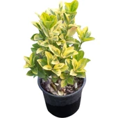 Taflan Fidanı 20-40 cm - 1