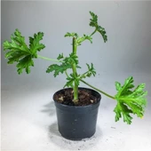 Pelargonium Graveolens Itır Bitkisi Mis Kokulu 10-20 cm thumbnail 1