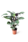 Calathea Louisae Dua Çiçeği 10-20 cm thumbnail 2