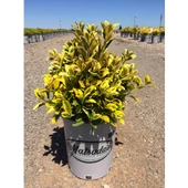 Taflan Fidanı 20-40 cm - 2