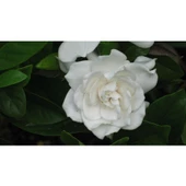 Gardenya Çiçeği Gardenia Jasminoides 10-20 cm thumbnail 2