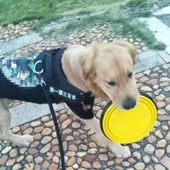 Katlanabilir Kedi Köpek Mama Ve Su Kabı Köpek Oyuncağı thumbnail 8