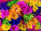 Rengarenk Çiçek Temalı Duvar Kağıdı Baskı thumbnail 7