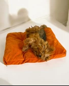 POUCH ORANJ Kedi Köpek Minderi  65 X 50 CM CM - 1
