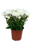 Beyaz Renk Saksılı Kasımpatı Krizantem Chrysanthemum thumbnail 1