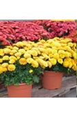 Sarı Kasımpatı Saksılı Krizantem Chrysanthemum thumbnail 4