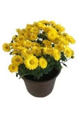 Sarı Kasımpatı Saksılı Krizantem Chrysanthemum thumbnail 2